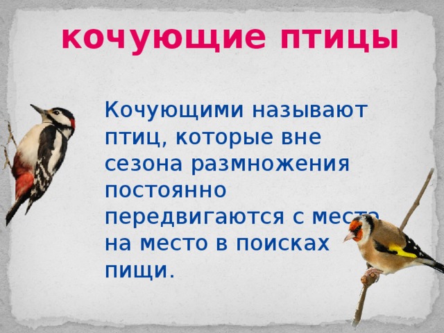 кочующие птицы Кочующими называют птиц, которые вне сезона размножения постоянно передвигаются с места на место в поисках пищи. 