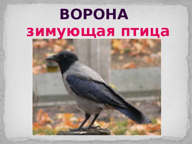 ворона зимующая птица 