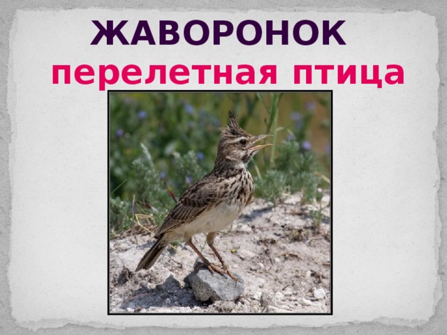 Жаворонок перелетная птица 