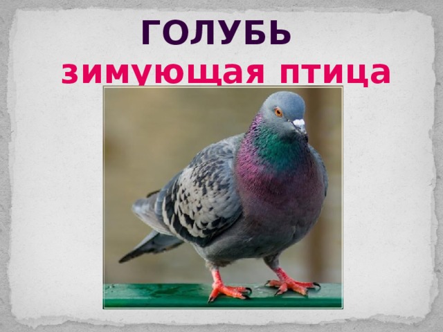 голубь зимующая птица 