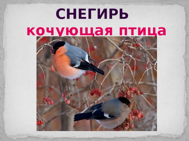 снегирь кочующая птица 