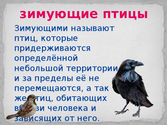 зимующие птицы Зимующими называют птиц, которые придерживаются определённой небольшой территории и за пределы её не перемещаются, а так же птиц, обитающих вблизи человека и зависящих от него. 