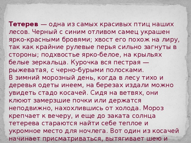 Тетерев — одна из самых красивых птиц наших лесов. Черный с синим отливом самец украшен ярко-красными бровями; хвост его похож на лиру, так как крайние рулевые перья сильно загнуты в стороны; подхвостье ярко-белое, на крыльях белые зеркальца. Курочка вся пестрая — рыжеватая, с черно-бурыми полосками.  В зимний морозный день, когда в лесу тихо и деревья одеты инеем, на березах издали можно увидеть стадо косачей. Сидя на ветвях, они клюют замерзшие почки или держатся неподвижно, нахохлившись от холода. Мороз крепчает к вечеру, и еще до заката солнца тетеревa стараются найти себе теплое и укромное место для ночлега. Вот один из косачей начинает присматриваться, вытягивает шею и наклоняет голову, некоторое время перебирает ногами по суку, а затем сразу бросается вниз и исчезает в рыхлом снегу. Его примеру следуют и остальные птицы стаи. 
