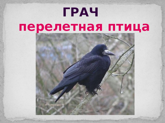 грач перелетная птица 