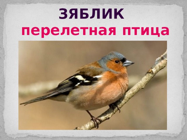 зяблик перелетная птица 