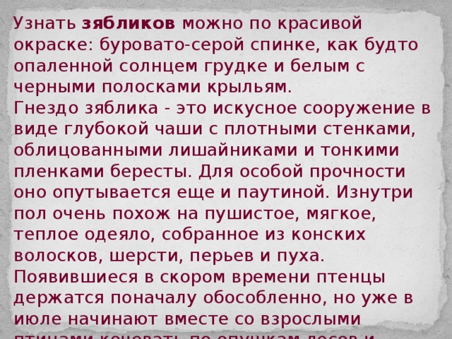 Узнать зябликов можно по красивой окраске: буровато-серой спинке, как будто опаленной солнцем грудке и белым с черными полосками крыльям. Гнездо зяблика - это искусное сооружение в виде глубокой чаши с плотными стенками, облицованными лишайниками и тонкими пленками бересты. Для особой прочности оно опутывается еще и паутиной. Изнутри пол очень похож на пушистое, мягкое, теплое одеяло, собранное из конских волосков, шерсти, перьев и пуха. Появившиеся в скором времени птенцы держатся поначалу обособленно, но уже в июле начинают вместе со взрослыми птицами кочевать по опушкам лесов и полян. С холодами, когда листья с деревьев облетят, молодая и шумная семья покинет наши леса и снова улетит в далекую солнечную и жаркую Африку. 