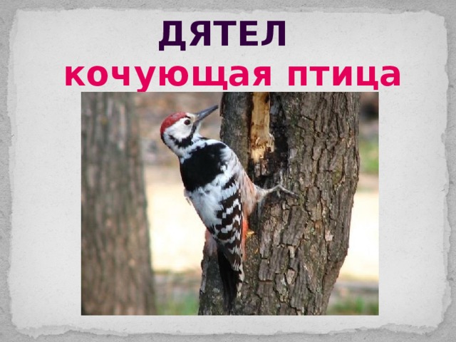 дятел кочующая птица 