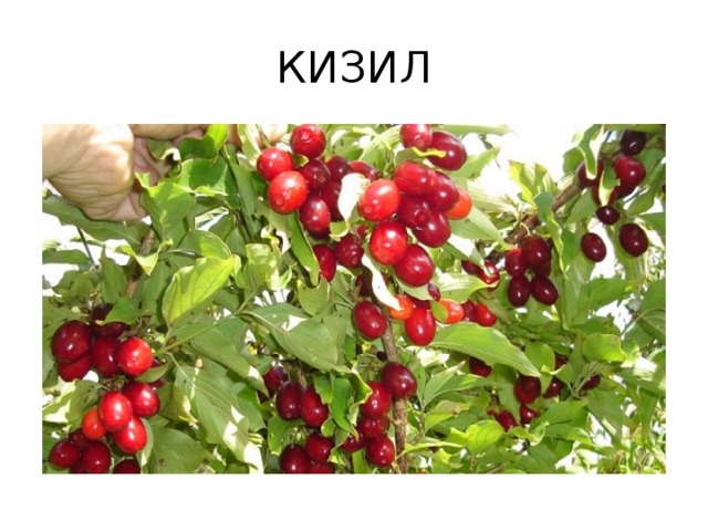 КИЗИЛ 