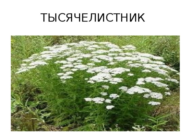 ТЫСЯЧЕЛИСТНИК 