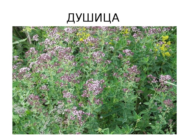 ДУШИЦА 