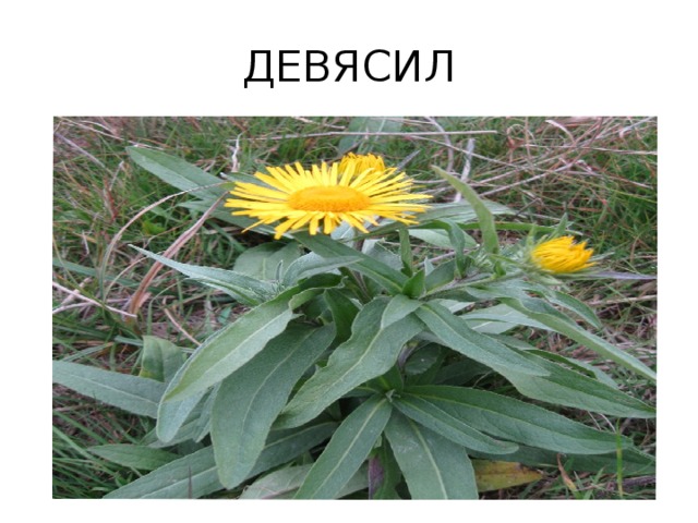 ДЕВЯСИЛ 