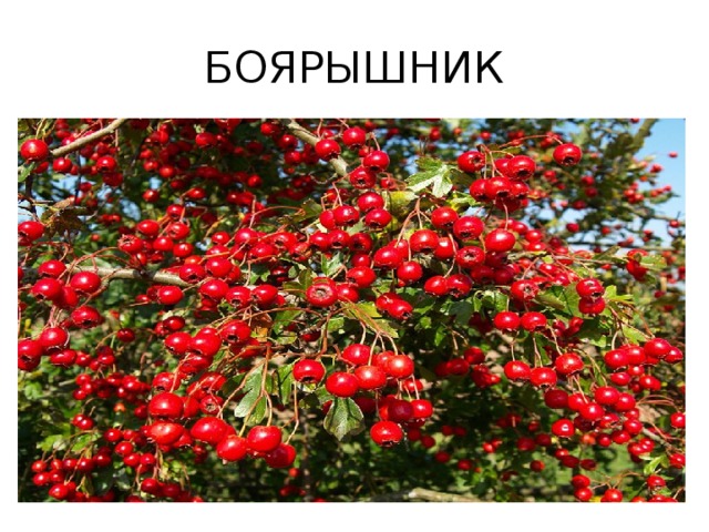 БОЯРЫШНИК 