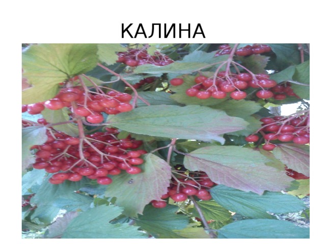 КАЛИНА 