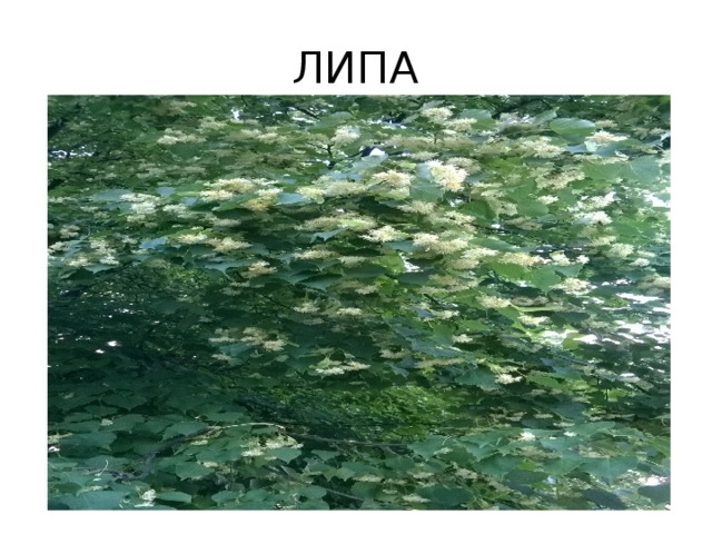 ЛИПА 