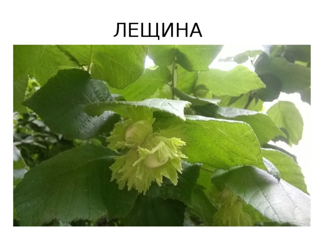 ЛЕЩИНА 