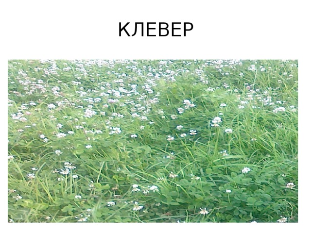 КЛЕВЕР 