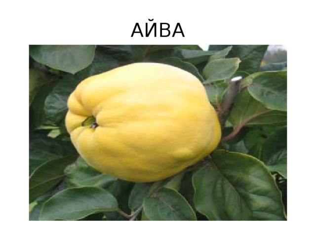 АЙВА 