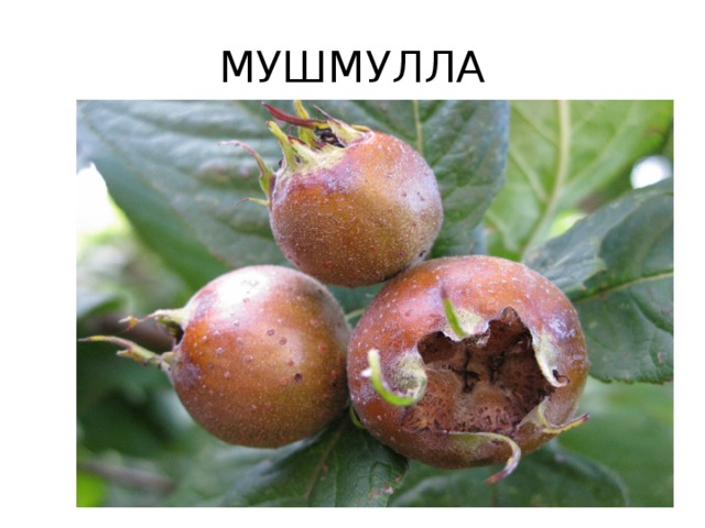 МУШМУЛЛА 