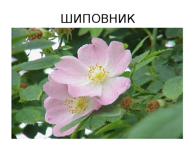 ШИПОВНИК 