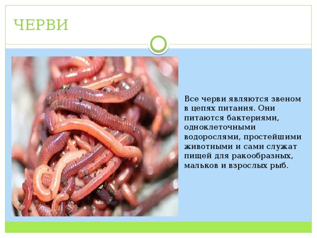 ЧЕРВИ Все черви являются звеном в цепях питания. Они питаются бактериями, одноклеточными водорослями, простейшими животными и сами служат пищей для ракообразных, мальков и взрослых рыб. 