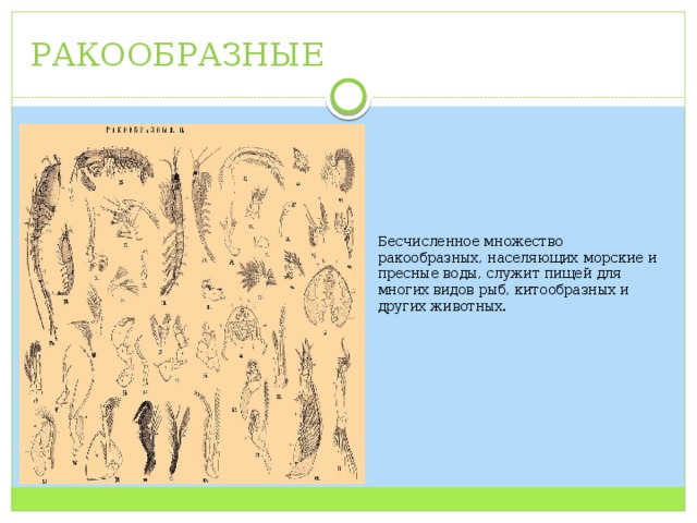 РАКООБРАЗНЫЕ Бесчисленное множество ракообразных, населяющих морские и пресные воды, служит пищей для многих видов рыб, китообразных и других животных. 