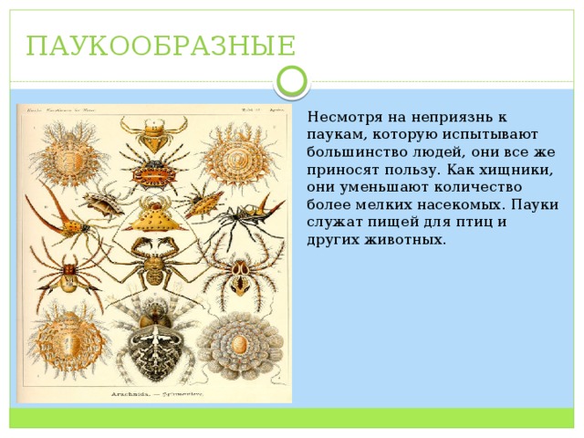 ПАУКООБРАЗНЫЕ Несмотря на неприязнь к паукам, которую испытывают большинство людей, они все же приносят пользу. Как хищники, они уменьшают количество более мелких насекомых. Пауки служат пищей для птиц и других животных. 
