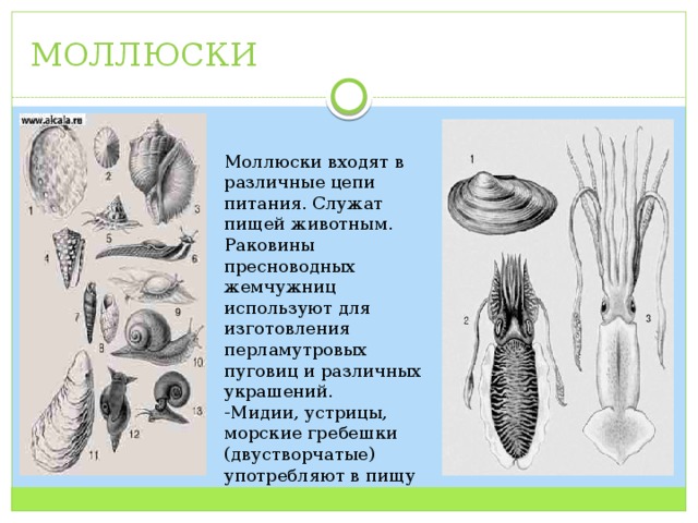 МОЛЛЮСКИ Моллюски входят в различные цепи питания. Служат пищей животным. Раковины пресноводных жемчужниц используют для изготовления перламутровых пуговиц и различных украшений. -Мидии, устрицы, морские гребешки (двустворчатые) употребляют в пищу 