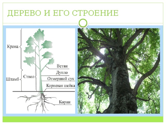 ДЕРЕВО И ЕГО СТРОЕНИЕ 