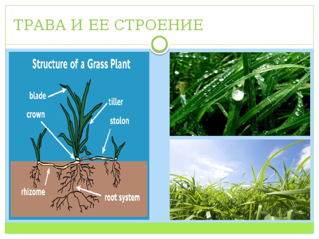 ТРАВА И ЕЕ СТРОЕНИЕ 