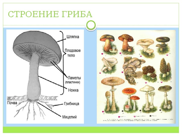 СТРОЕНИЕ ГРИБА 