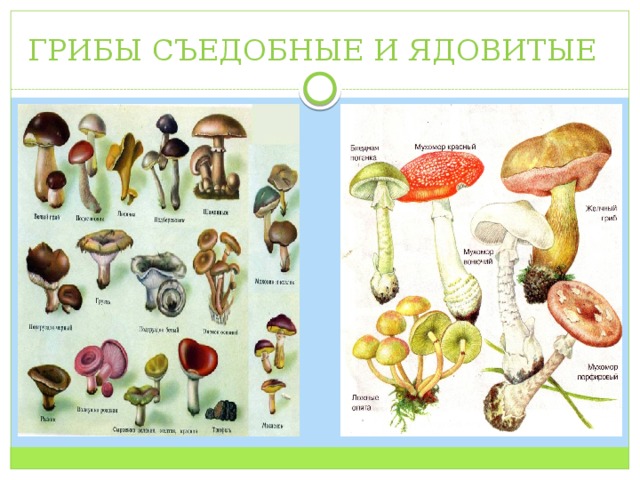ГРИБЫ СЪЕДОБНЫЕ И ЯДОВИТЫЕ 
