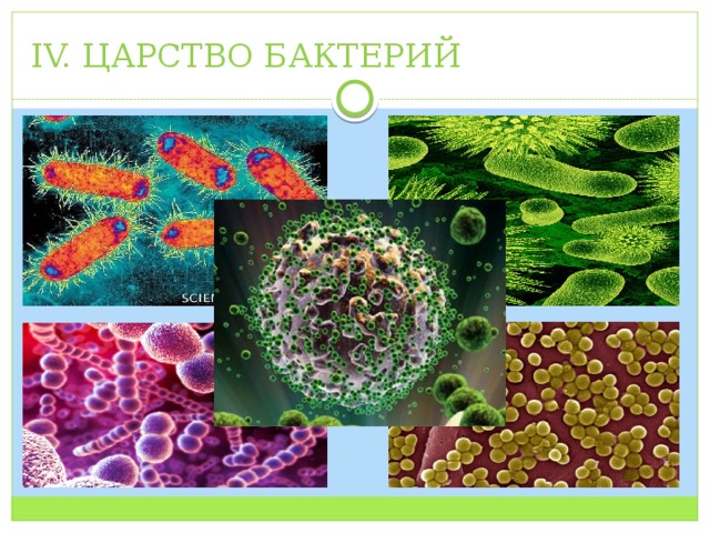 IV. ЦАРСТВО БАКТЕРИЙ 