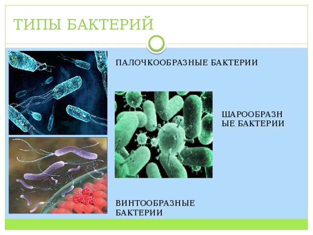 ТИПЫ БАКТЕРИЙ ПАЛОЧКООБРАЗНЫЕ БАКТЕРИИ ШАРООБРАЗНЫЕ БАКТЕРИИ ВИНТООБРАЗНЫЕ БАКТЕРИИ 
