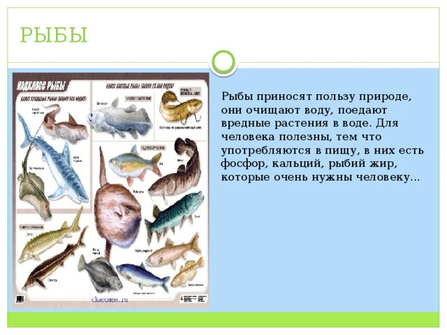 РЫБЫ Рыбы приносят пользу природе, они очищают воду, поедают вредные растения в воде. Для человека полезны, тем что употребляются в пищу, в них есть фосфор, кальций, рыбий жир, которые очень нужны человеку... 