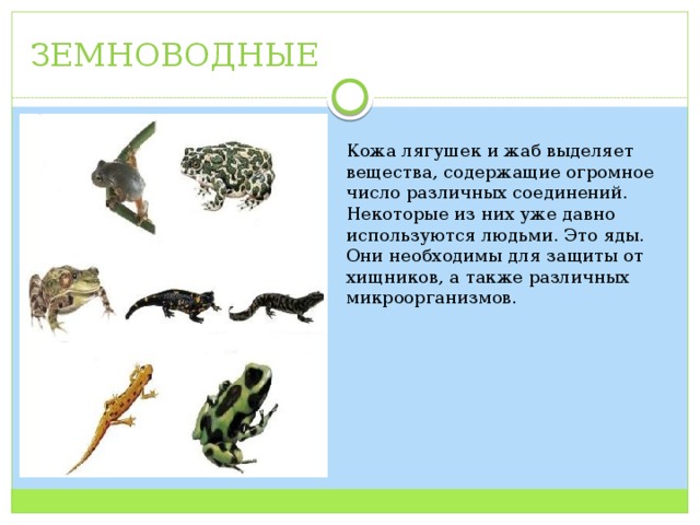 ЗЕМНОВОДНЫЕ Кожа лягушек и жаб выделяет вещества, содержащие огромное число различных соединений. Некоторые из них уже давно используются людьми. Это яды. Они необходимы для защиты от хищников, а также различных микроорганизмов. 