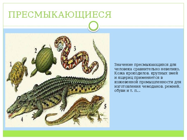 ПРЕСМЫКАЮЩИЕСЯ Значение пресмыкающихся для человека сравнительно невелико. Кожа крокодилов, крупных змей и ящериц применяется в кожевенной промышленности для изготовления чемоданов, ремней, обуви и т. п.,. 