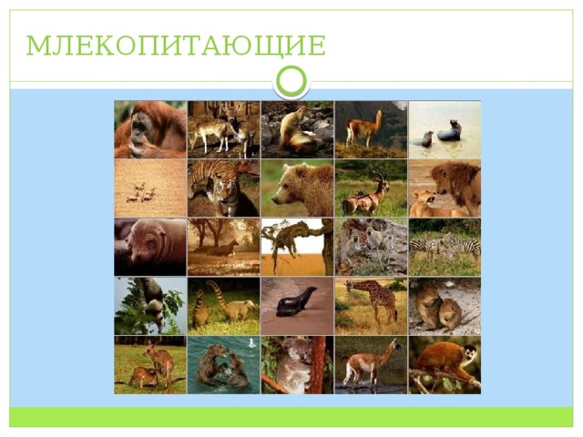 МЛЕКОПИТАЮЩИЕ 
