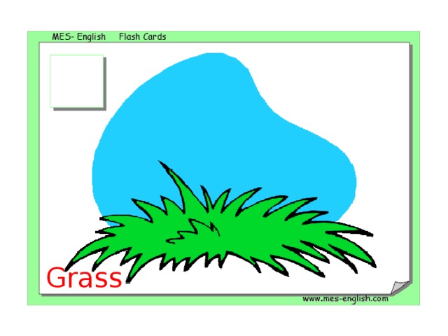 Grass 
