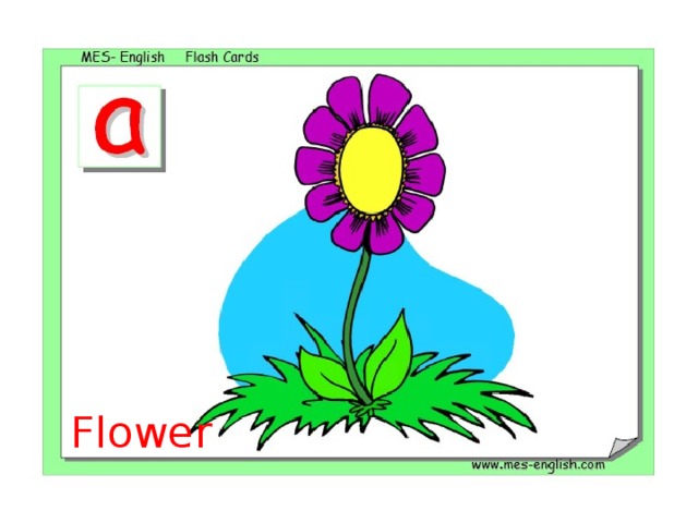 Flower 