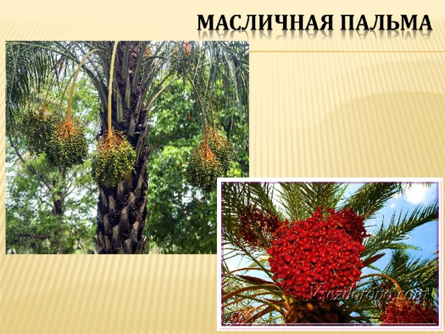 МБОУ СОШ № 33 Рыбина Л.Л.