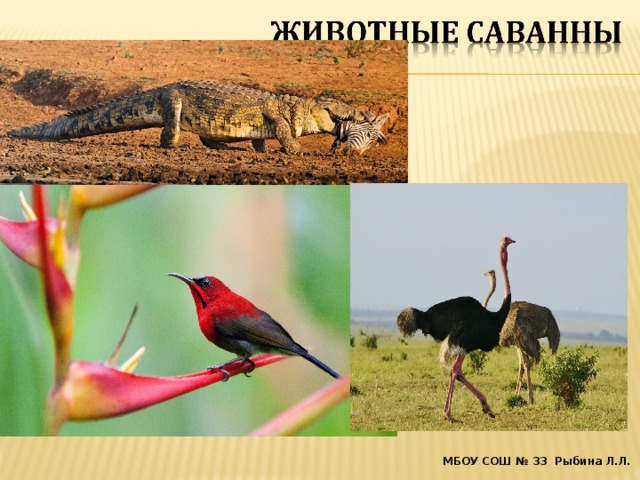 МБОУ СОШ № 33 Рыбина Л.Л.