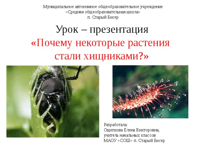 Муниципальное автономное общеобразовательное учреждение «Средняя общеобразовательная школа» п. Старый Бисер Урок – презентация «Почему некоторые растения стали хищниками?» Разработала: Ощепкова Елена Викторовна, учитель начальных классов МАОУ «СОШ» п. Старый Бисер 