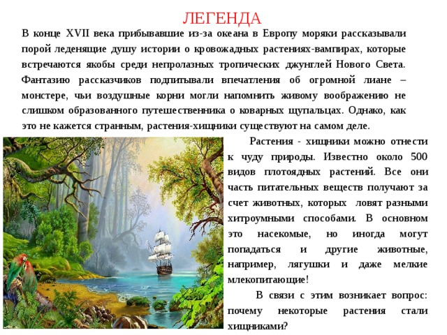 ЛЕГЕНДА В конце XVII века прибывавшие из-за океана в Европу моряки рассказывали порой леденящие душу истории о кровожадных растениях-вампирах, которые встречаются якобы среди непролазных тропических джунглей Нового Света. Фантазию рассказчиков подпитывали впечатления об огромной лиане – монстере, чьи воздушные корни могли напомнить живому воображению не слишком образованного путешественника о коварных щупальцах. Однако, как это не кажется странным, растения-хищники существуют на самом деле. Растения - хищники можно отнести к чуду природы. Известно около 500 видов плотоядных растений. Все они часть питательных веществ получают за счет животных, которых ловят разными хитроумными способами. В основном это насекомые, но иногда могут попадаться и другие животные, например, лягушки и даже мелкие млекопитающие!  В связи с этим возникает вопрос: почему некоторые растения стали хищниками? 