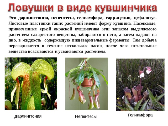 Это дарлингтония, непентесы, гелиамфора, саррацения, цефалотус. Листовые пластинки таких растений имеют форму кувшина. Насекомые, привлеченные яркой окраской кувшинчика или запахом выделяемого растением сахаристого вещества, забираются в него, а затем падают на дно, в жидкость, содержащую пищеварительные ферменты. Там добыча переваривается в течение нескольких часов, после чего питательные вещества всасываются и усваиваются растением . Гелиамфора Дарлингтония Непентесы 