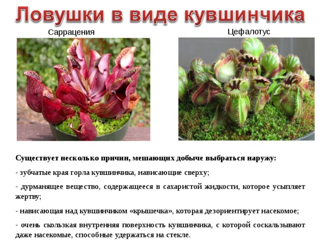  Цефалотус  Саррацения Существует несколько причин, мешающих добыче выбраться наружу: - зубчатые края горла кувшинчика, нависающие сверху; - дурманящее вещество, содержащееся в сахаристой жидкости, которое усыпляет жертву; - нависающая над кувшинчиком «крышечка», которая дезориентирует насекомое; - очень скользкая внутренняя поверхность кувшинчика, с которой соскальзывают даже насекомые, способные удержаться на стекле. 
