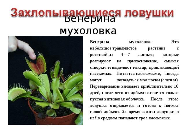 Венерина мухоловка Венерина мухоловка. Это небольшое травянистое растение с розеткой из 4—7 листьев, которые реагируют на прикосновение, смыкая створки, и выделяют нектар, привлекающий насекомых. Питается насекомыми, иногда могут попадаться моллюски (слизни). Переваривание занимает приблизительно 10 дней, после чего от добычи остается только пустая хитиновая оболочка. После этого ловушка открывается и готова к поимке новой добычи. За время жизни ловушки в неё в среднем попадают трое насекомых. 