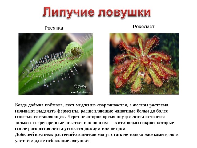 Росолист Росянка Когда добыча поймана, лист медленно сворачивается, а железы растения начинают выделять ферменты, расщепляющие животные белки до более простых составляющих. Через некоторое время внутри листа остаются только непереваренные остатки, в основном — хитиновый покров, которые после раскрытия листа уносятся дождем или ветром.  Добычей крупных растений-хищников могут стать не только насекомые, но и улитки и даже небольшие лягушки. 
