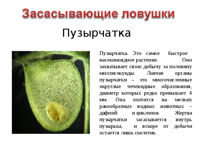 Пузырчатка Пузырчатка. Это самое быстрое насекомоядное растение. Оно захватывает свою добычу за половину миллисекунды. Ловчие органы пузырчатки - это многочисленные округлые чечевидные образования, диаметр которых редко превышает 4 мм. Она охотится на мелких ракообразных водных животных – дафний и циклопов. Жертва пузырчатки засасывается внутрь пузырька, и вскоре от добычи остается лишь скелетик. 