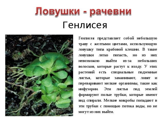 Генлисея Генлисея представляет собой небольшую траву с желтыми цветами, использующую ловушку типа крабовой клешни. В такие ловушки легко попасть, но из них невозможно выйти из-за небольших волосков, которые растут к входу. У этих растений есть специальные подземные листья, которые заманивают, ловят и переваривают мелкие организмы, такие как инфузории. Эти листья под землей формируют полые трубки, которые имеют вид спирали. Мелкие микробы попадают в эти трубки с помощью потока воды, но не могут из них выйти.  