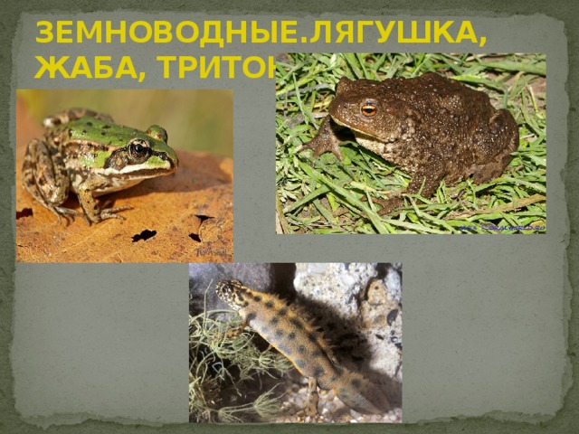 ЗЕМНОВОДНЫЕ.ЛЯГУШКА, ЖАБА, ТРИТОН 